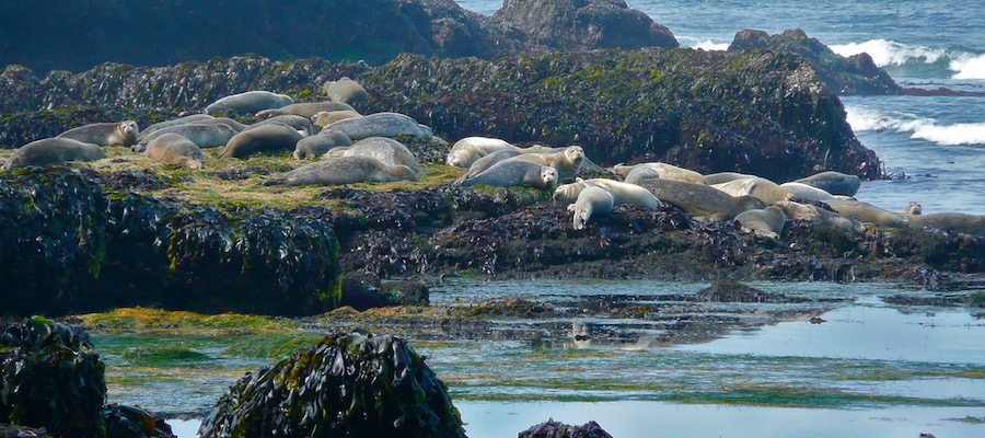 Harbor seals