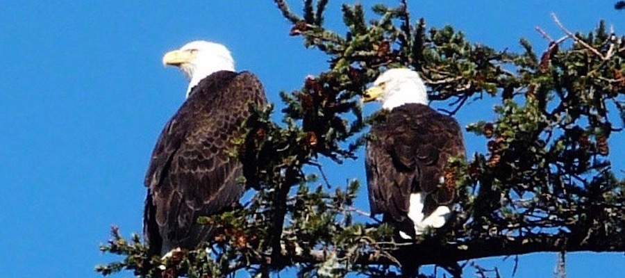 Two eagles